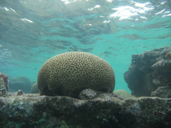 O coral cérebro, durante snorkel em barco afundado em San Blás, na costa do Panamá
